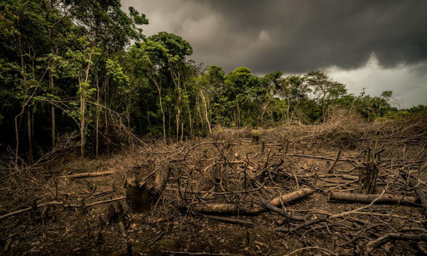 5 cách giải cứu rừng Amazon từ Quỹ Quốc tế Bảo vệ Thiên nhiên WWF: Hãy đọc ngay để biết bạn nên làm gì lúc này