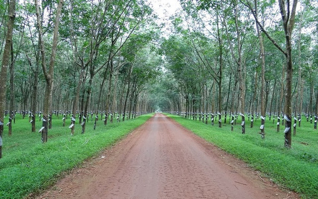 Thu hồi gần 1.800 ha đất của Cao su Đồng Nai để tái định cư cho sân bay Long Thành